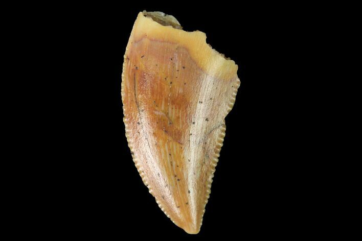 Serrated, Raptor Tooth - Real Dinosaur Tooth #167190